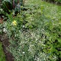 Gypsophila paniculata 'Bristol Ruby' (2)